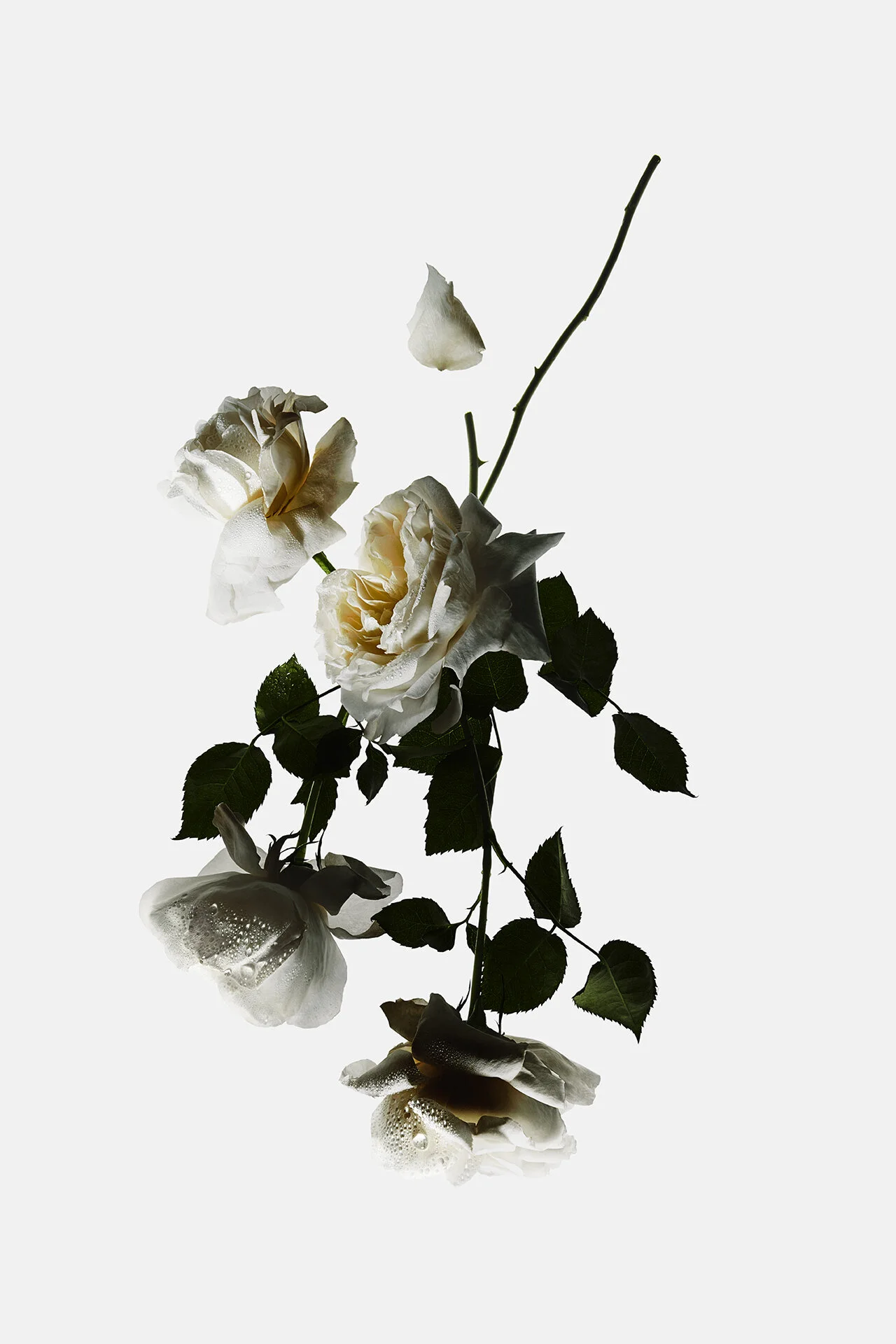 RASAVADA_Ingredient Rose_1340_RGB72.jpg