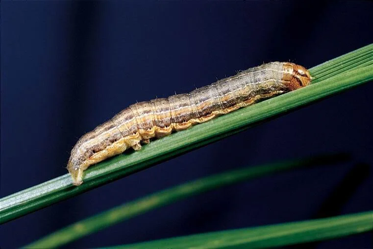 08 - INTEGRATED PEST MANAGEMENT