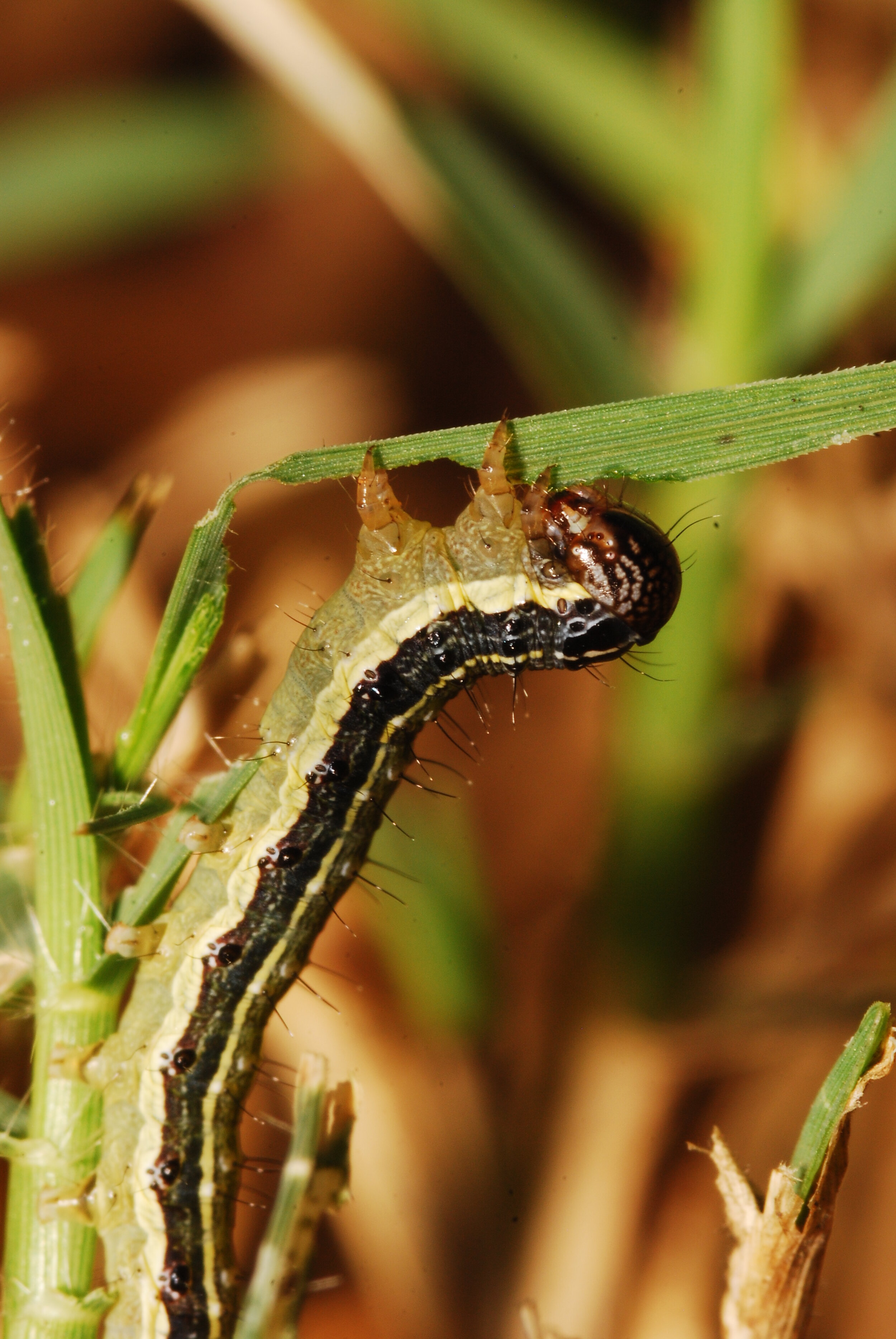 Fall Armyworm.JPG