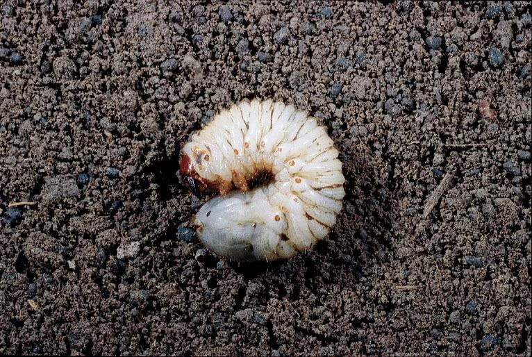 June Beetle Grub.JPG