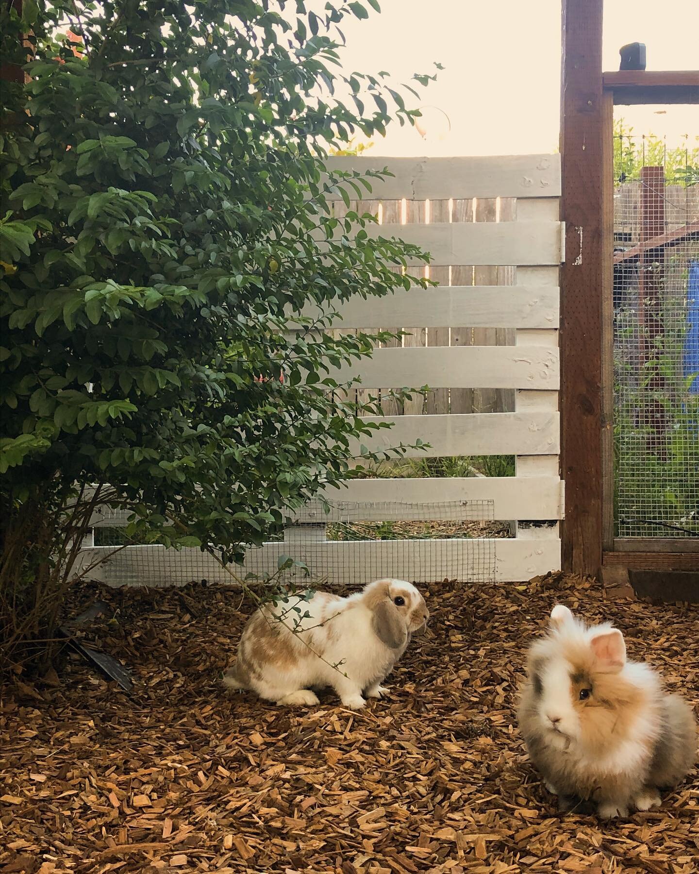 Happy International Women&rsquo;s Day💞 It's time to shine the spotlight on all my ladies in our rabbitry💫

We're so grateful to have eight beautiful mama rabbits with us, and also let&rsquo;s highlight the rabbitry they're from🤩
Our rabbitry start