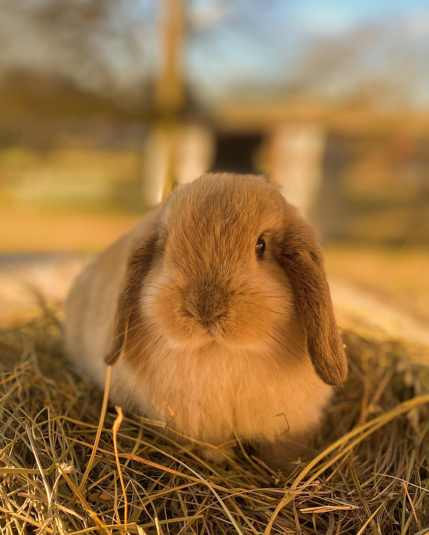 RESERVED✨
This baby boy is going to his forever home next week. We&rsquo;re so excited for him to meet his new family. 🐰🤍
Reserved by @ramseyrebroker

#purebredhollandlop #nashvilletennessee #tennesseelife#adorablerabbit #sweetrabbit#petloversofins