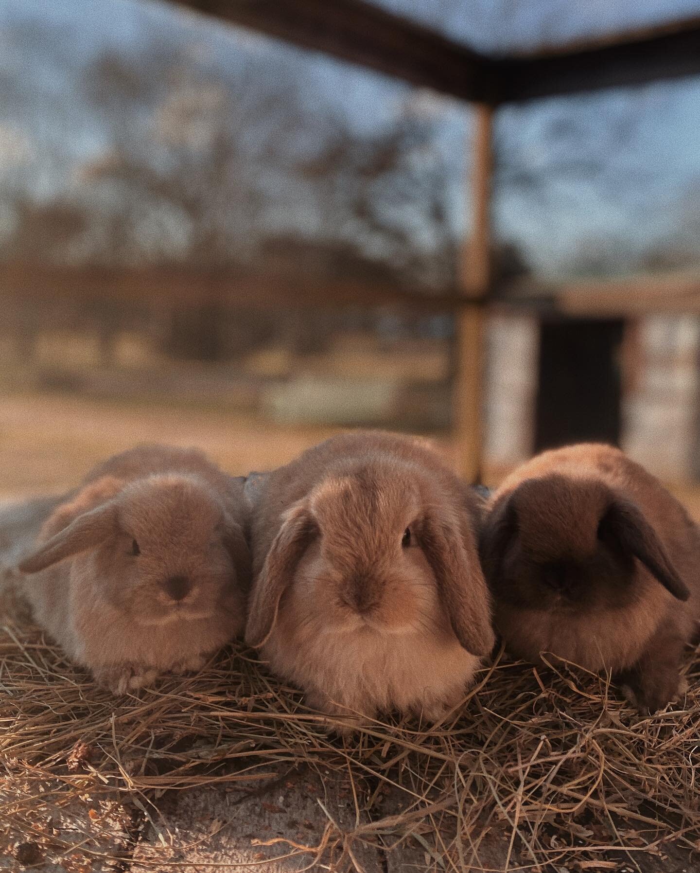 🍡
Can't have enough of this Honey&rsquo;s litter.😍 The middle and the right baby found their forever home. The left baby girl is still looking for her new family. Please DM me if you're interested🤍🐰

#nashvilletennessee #tennesseelife#adorablerab