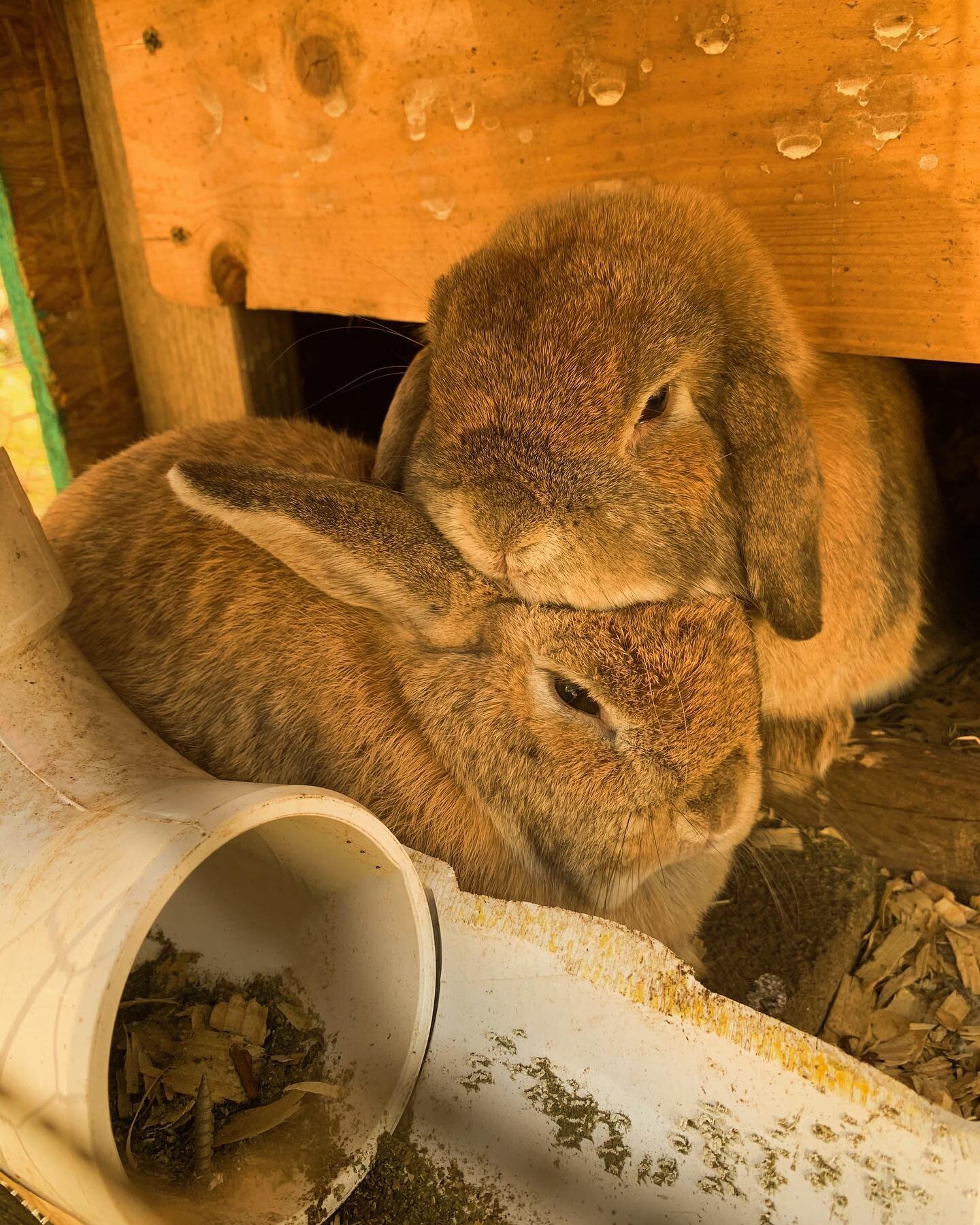 Gandalf and Honey are seriously in LOVE🥰

Swipe to the third picture for their baby girl. She is still available!🐰🤍

DM for more info ✨

#nashvilletennessee #tennesseelife#adorablerabbit #sweetrabbit#petloversofinstagram#hollandlopdoe 
#HeavenlyMe