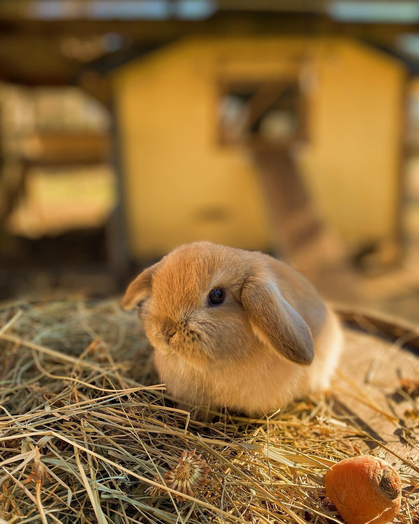 ✨RESERVED✨
This little Holland Lop baby girl is going to her forever new home this Saturday. We&rsquo;re so excited for her. 

Are you looking for a new pet? DM us for more available bunny🐰✨

#nashvilletennessee #tennesseelife#adorablerabbit #sweetr