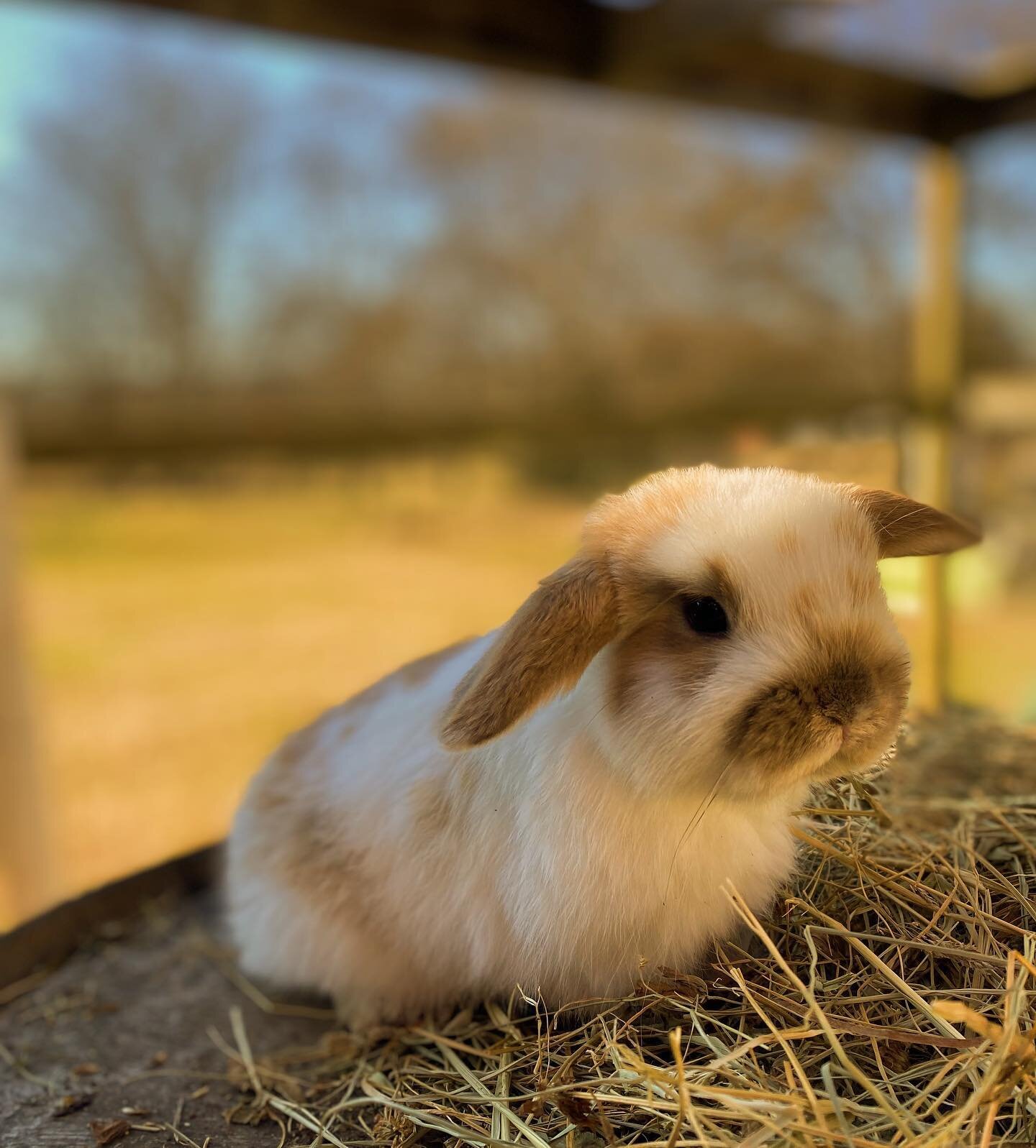 *RESERVED*
This broken cream buck is ready to go home.

How cute is this baby boy.😍 Purebred Holland Lop, dad and mom both have full pedigree. Make a reservation now💫

DM for more details🐰🤍

#nashvilletennessee #tennesseelife
#HeavenlyMeadowsRabb