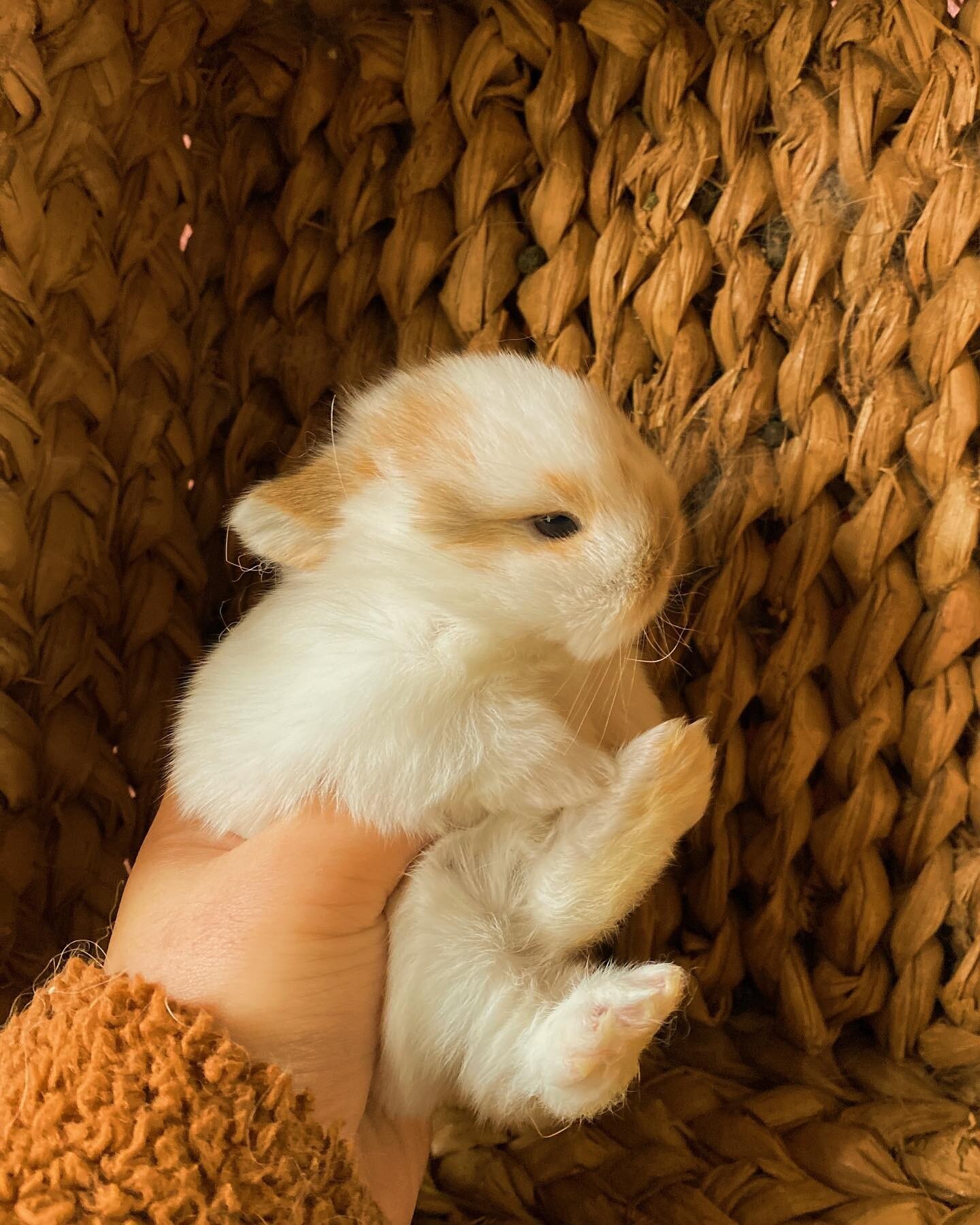 🍿Popcorn Babies🍿This little butter popcorn baby will be determined the gender in three weeks and we will be accepting the deposit then if you have gender preferences. 

If you don&rsquo;t mind the gender, we&rsquo;re open to take deposit now for th
