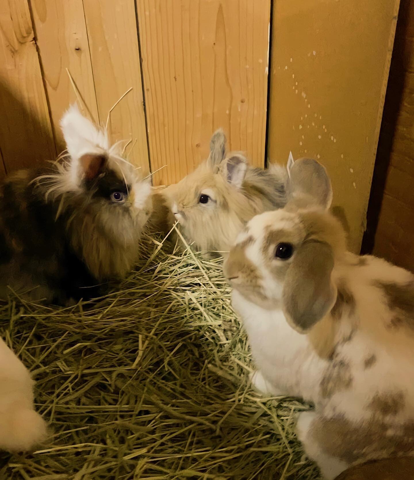 We&rsquo;re moving next week, so all of our buns are living in the indoor hutch for a while. I know they&rsquo;re definitely missing all the yard fun. But we&rsquo;re going to somewhere better! ☀️☀️☀️

Thank you for all the inquiry emails and message