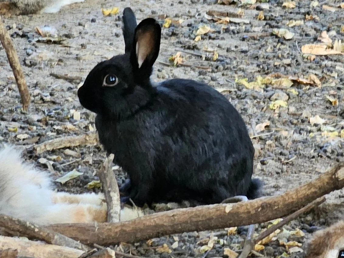 Heavenly Meadows Rabbitry- Cage Free, Holland lops, Lionheads & Flemish ...