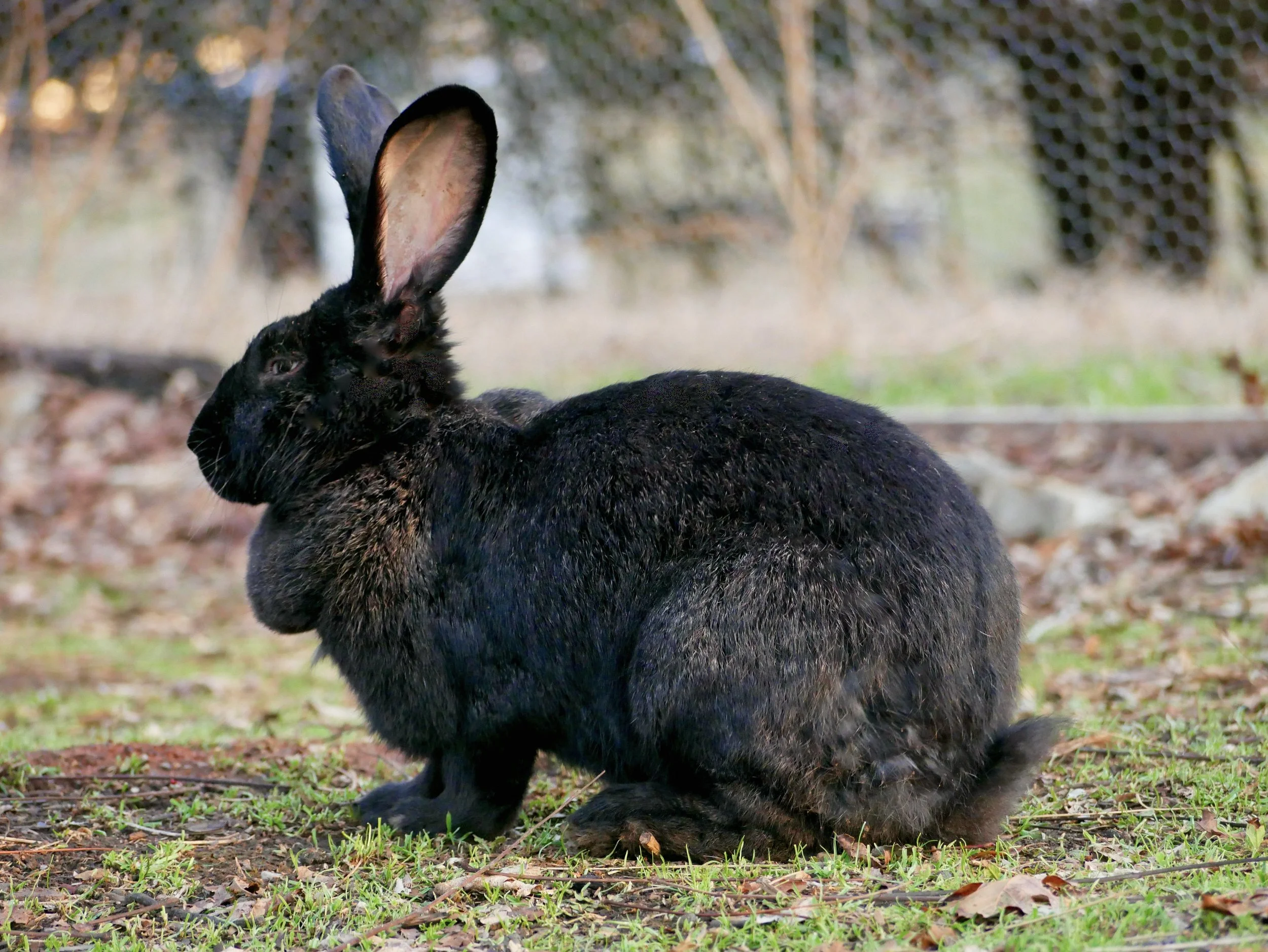 Heavenly Meadows Rabbitry-Holland Lops, Lionheads & Flemish Giants for ...