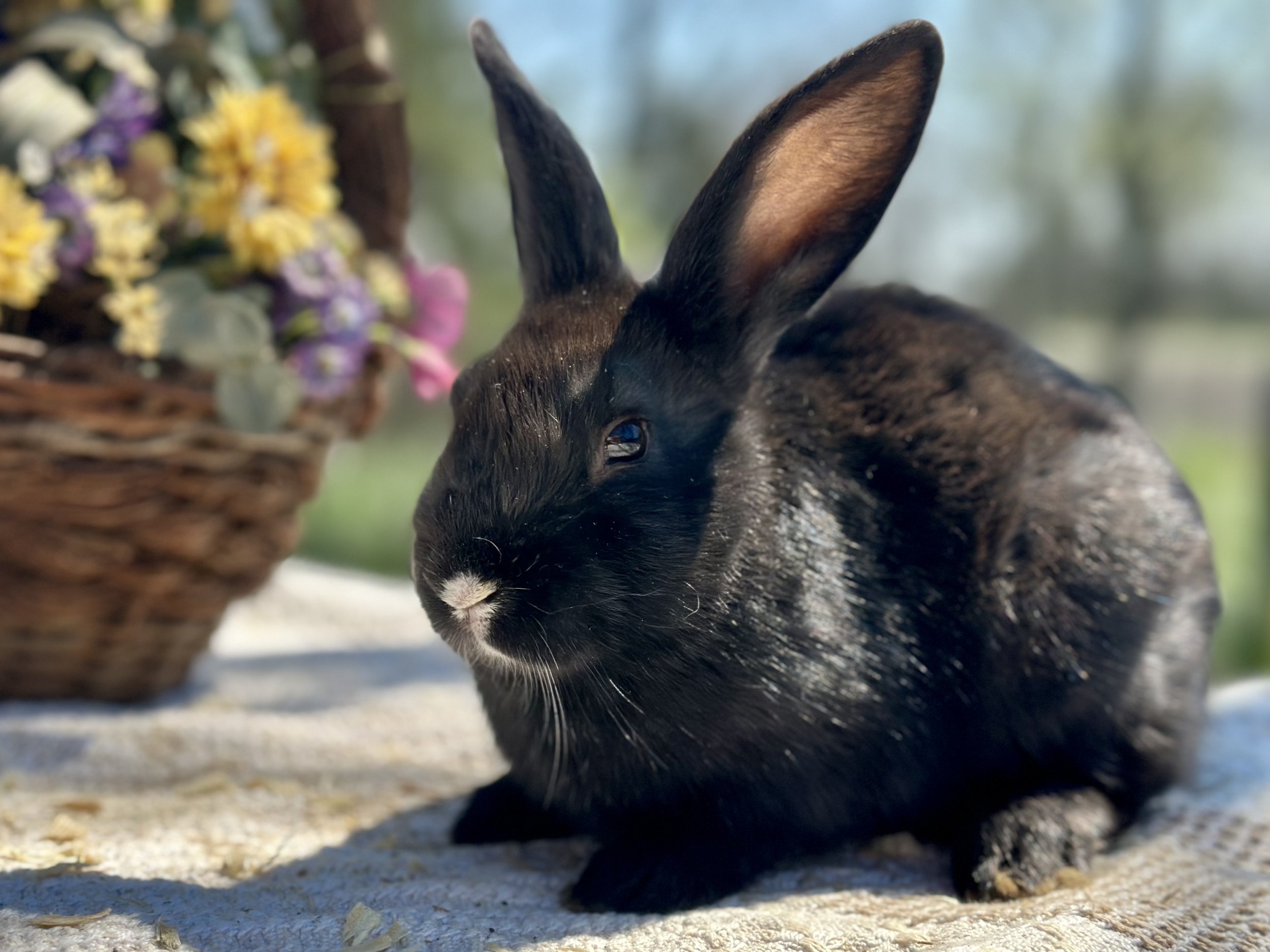 Heavenly Meadows Rabbitry- Cage Free, Holland lops, Lionheads & Flemish ...