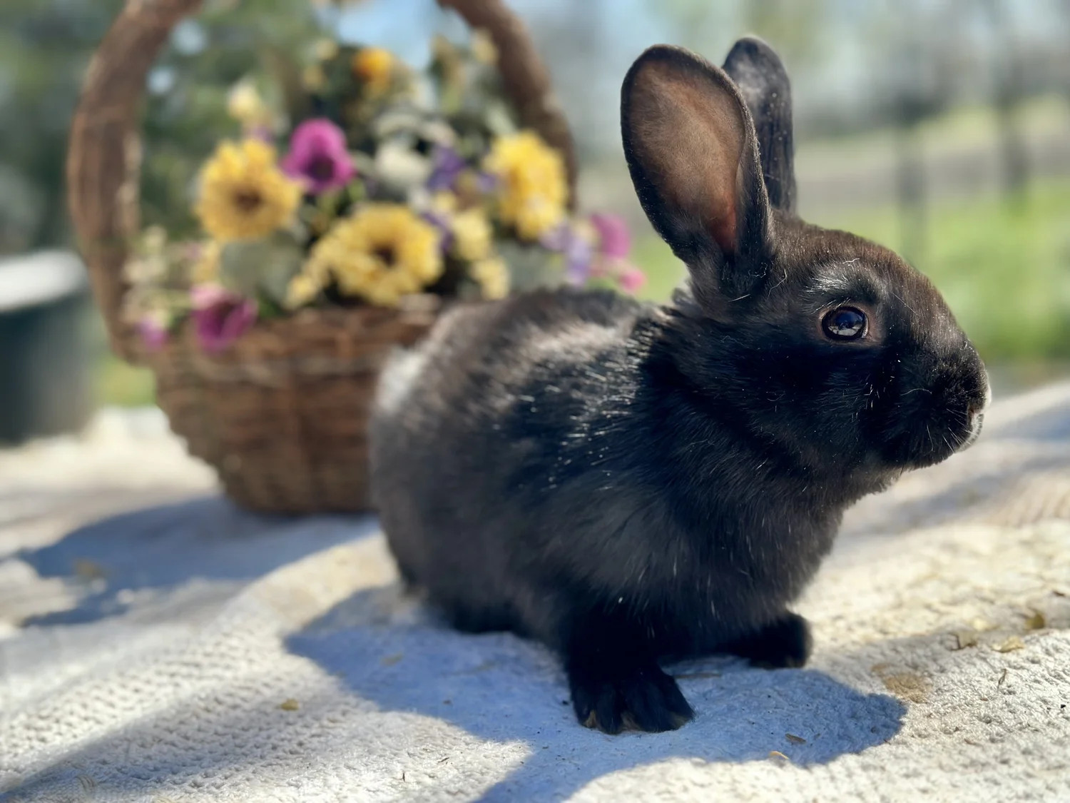 Heavenly Meadows Rabbitry- Cage Free, Holland lops, Lionheads & Flemish ...
