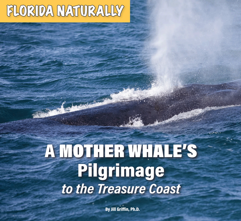 A Mother Whale’s Pilgrimage to the Treasure Coast