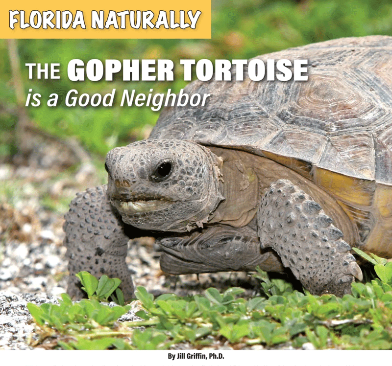 The Gopher Tortoise is a Good Neighbor