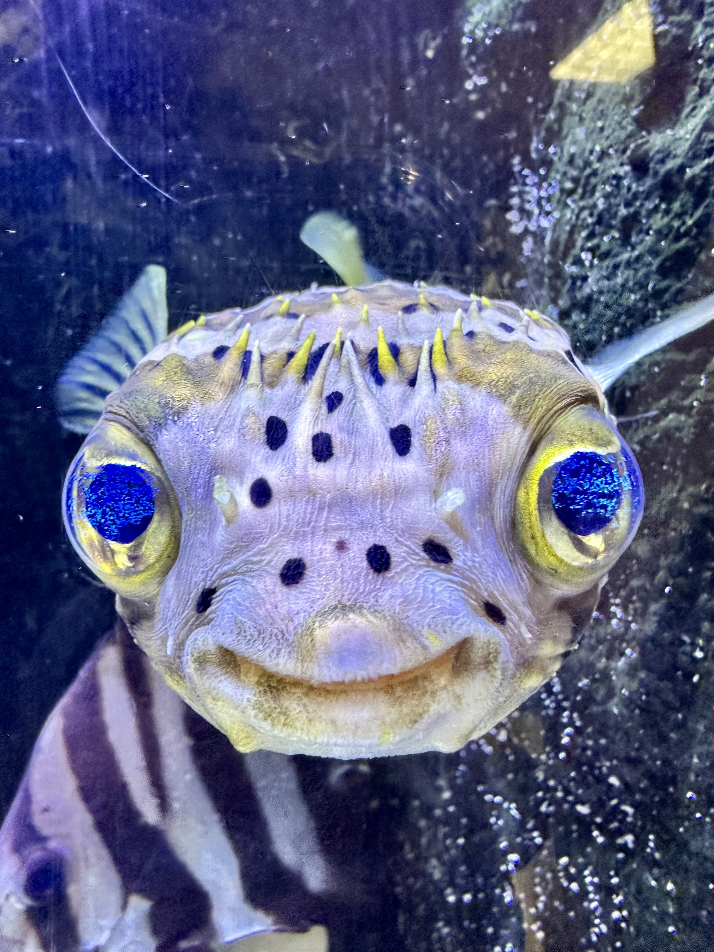 Bubbles and Bites Fish Feeding