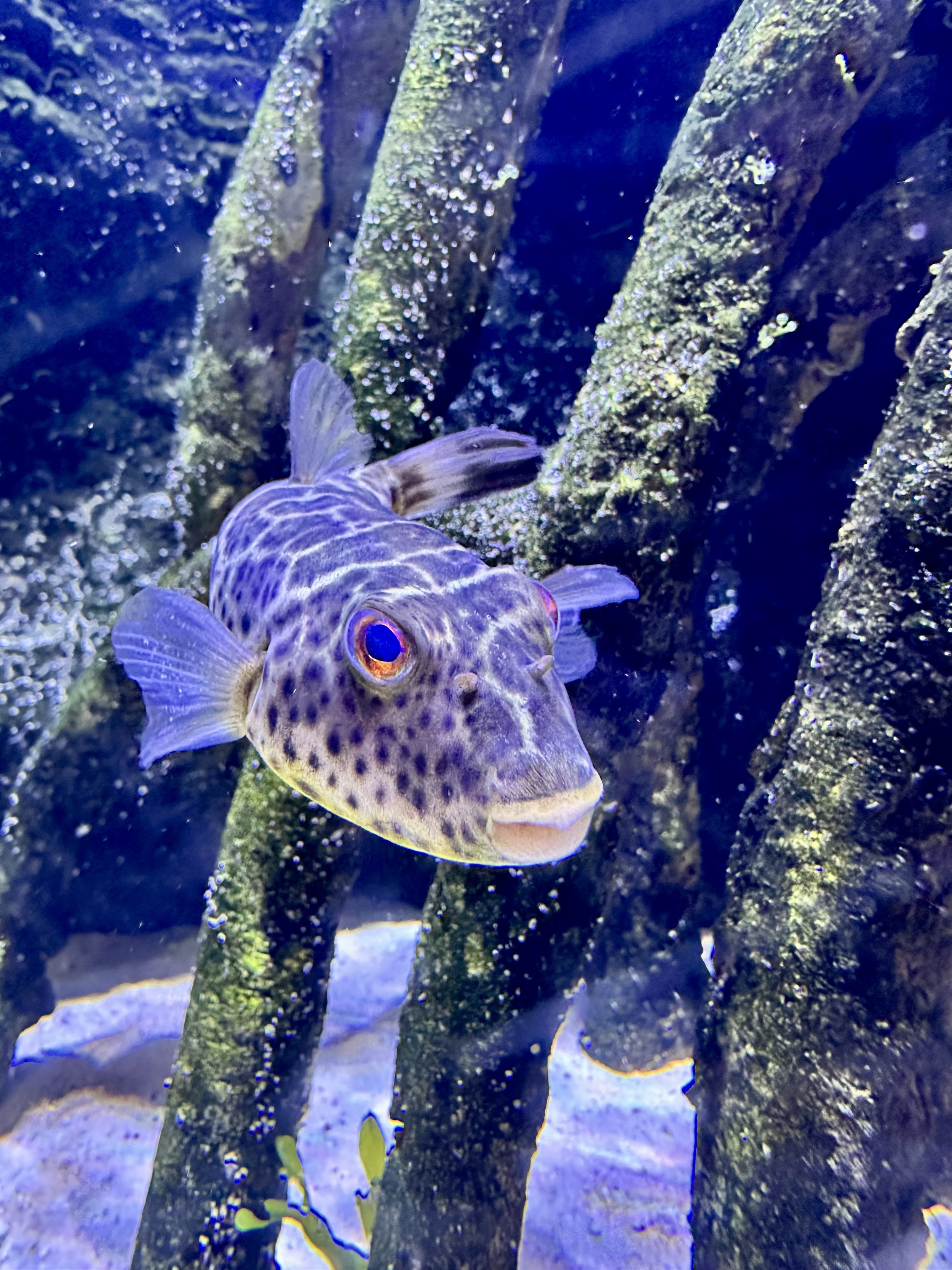 Bubbles and Bites Fish Feeding
