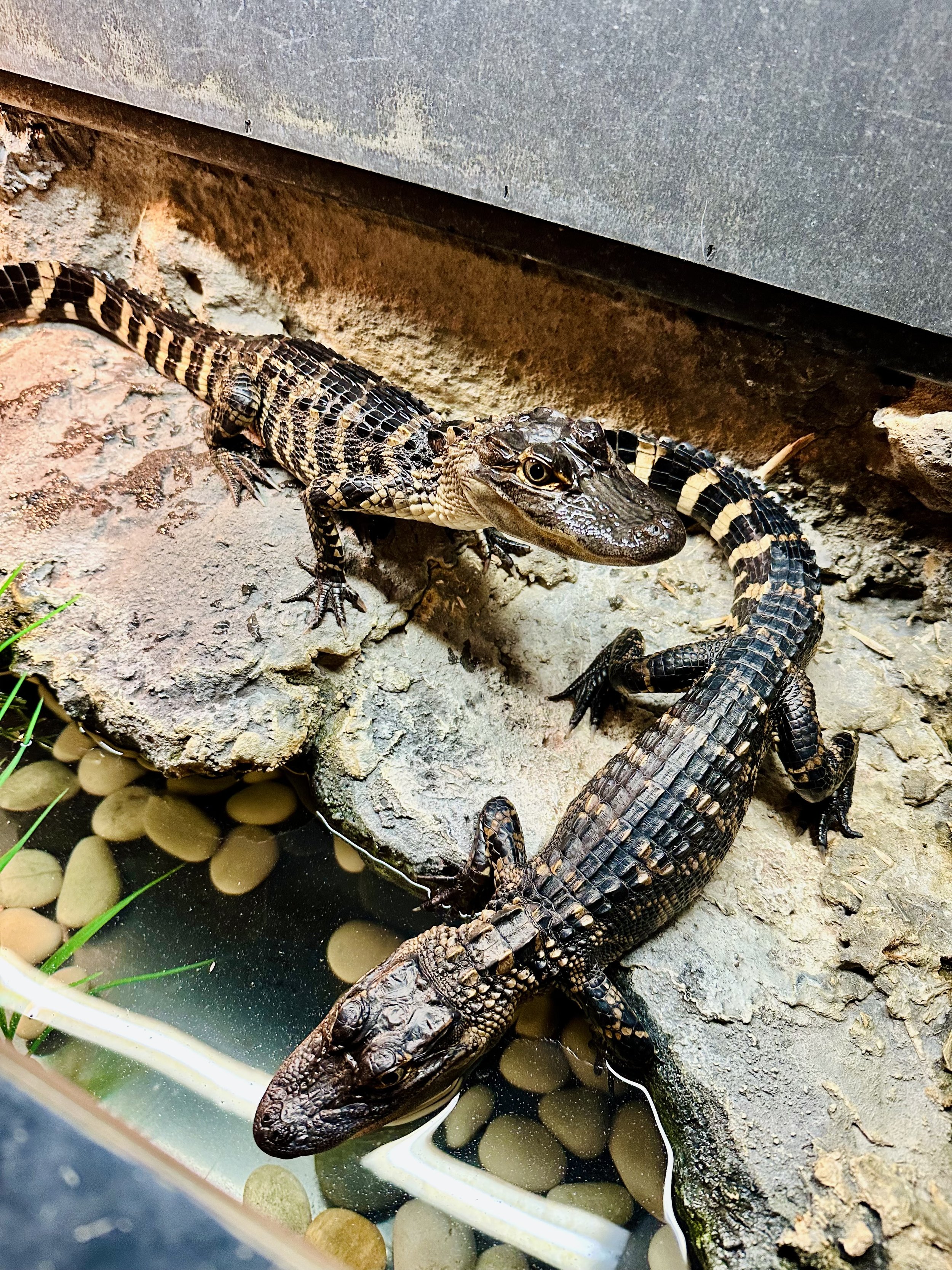 Tales and Scales: Alligator Encounter