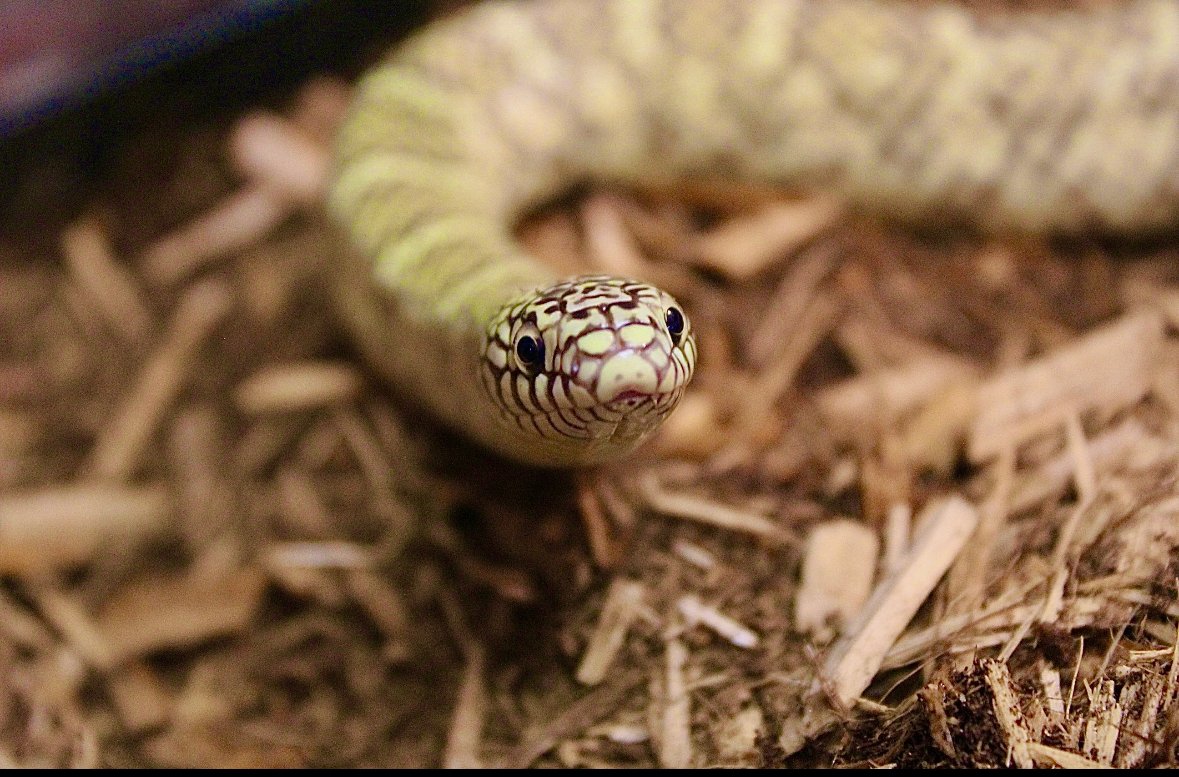 Sunday Snake Brunch