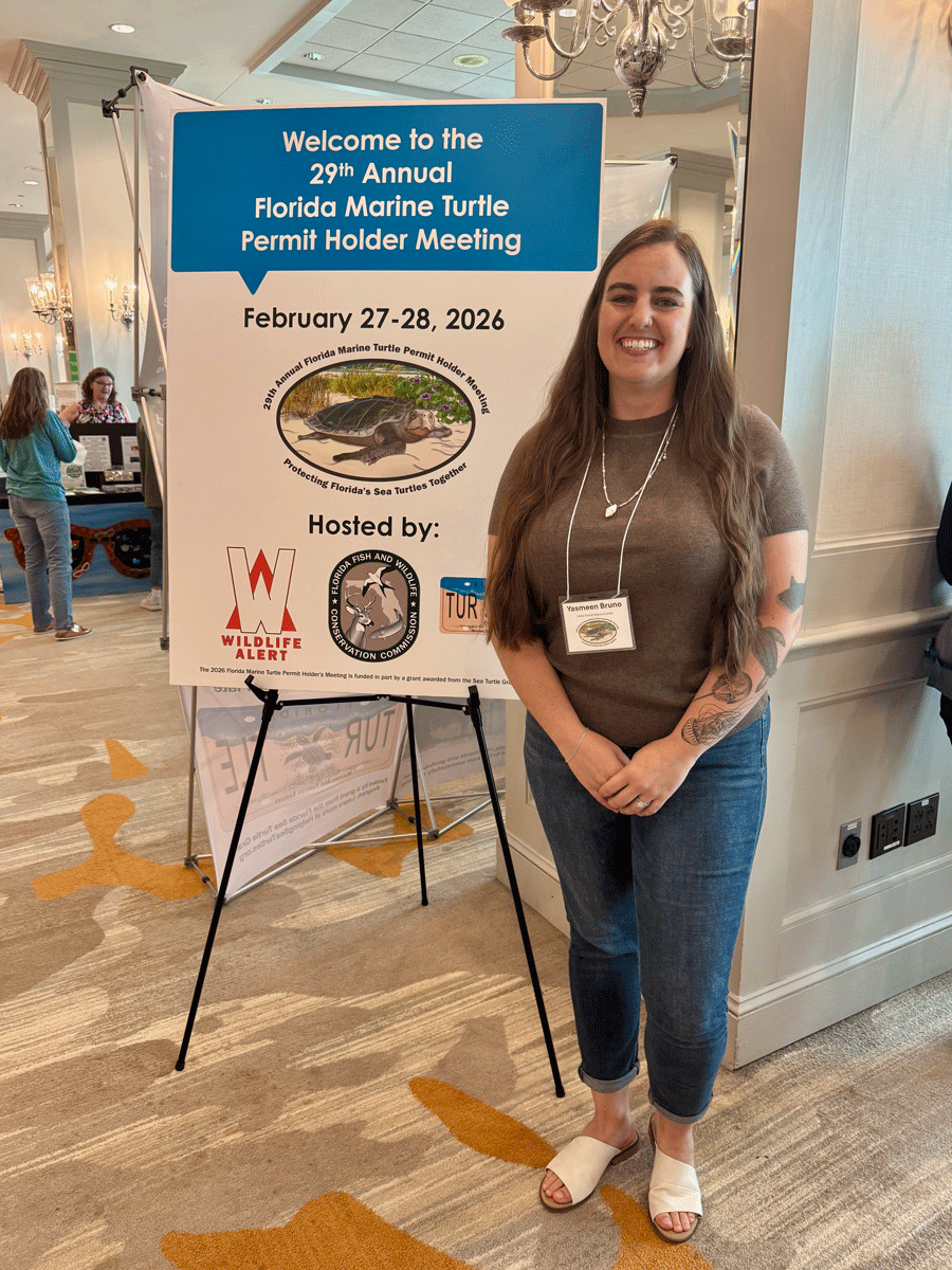 Investing in Sea Turtle Conservation