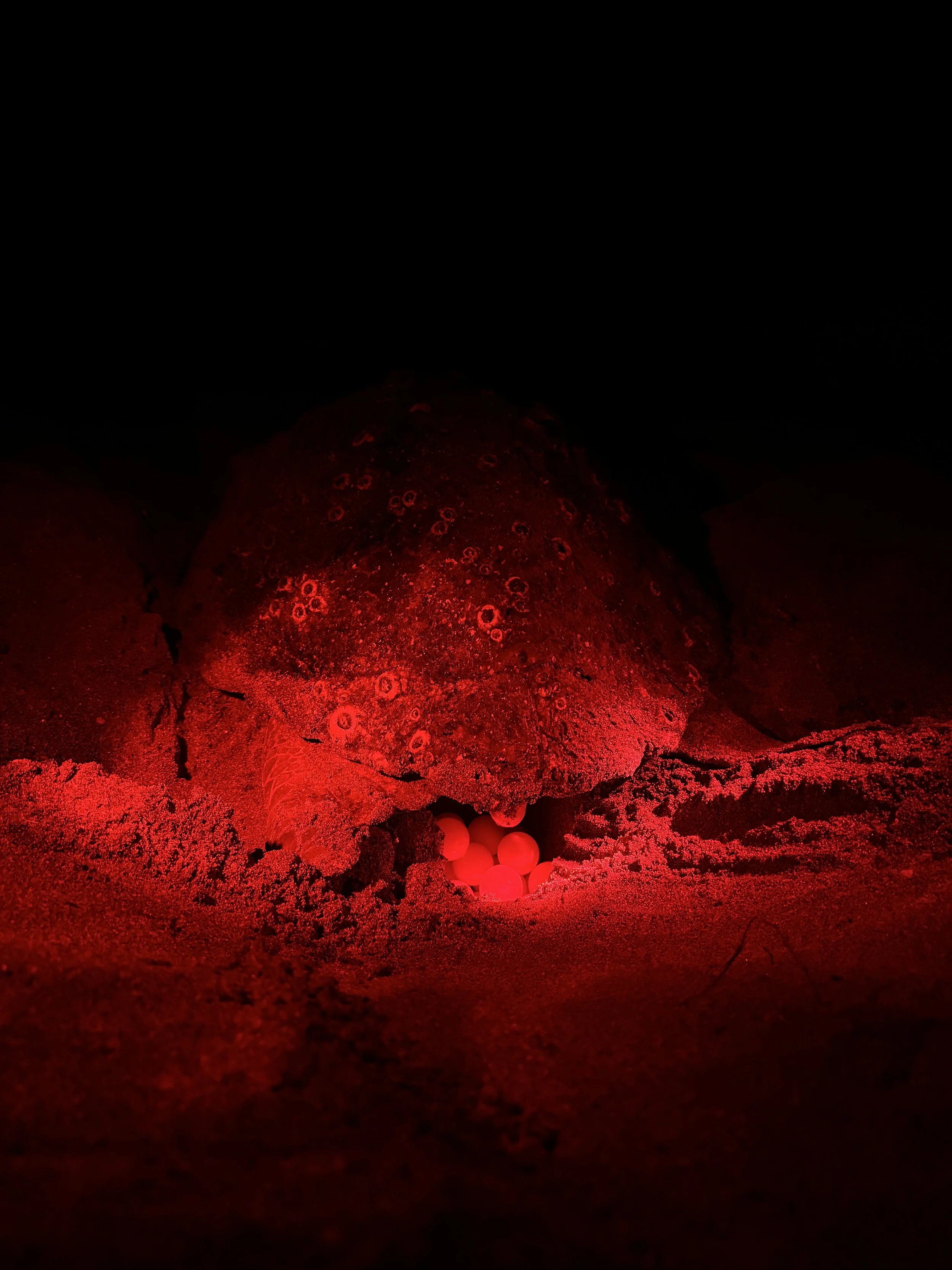 TurtleWalkRedLight.jpeg