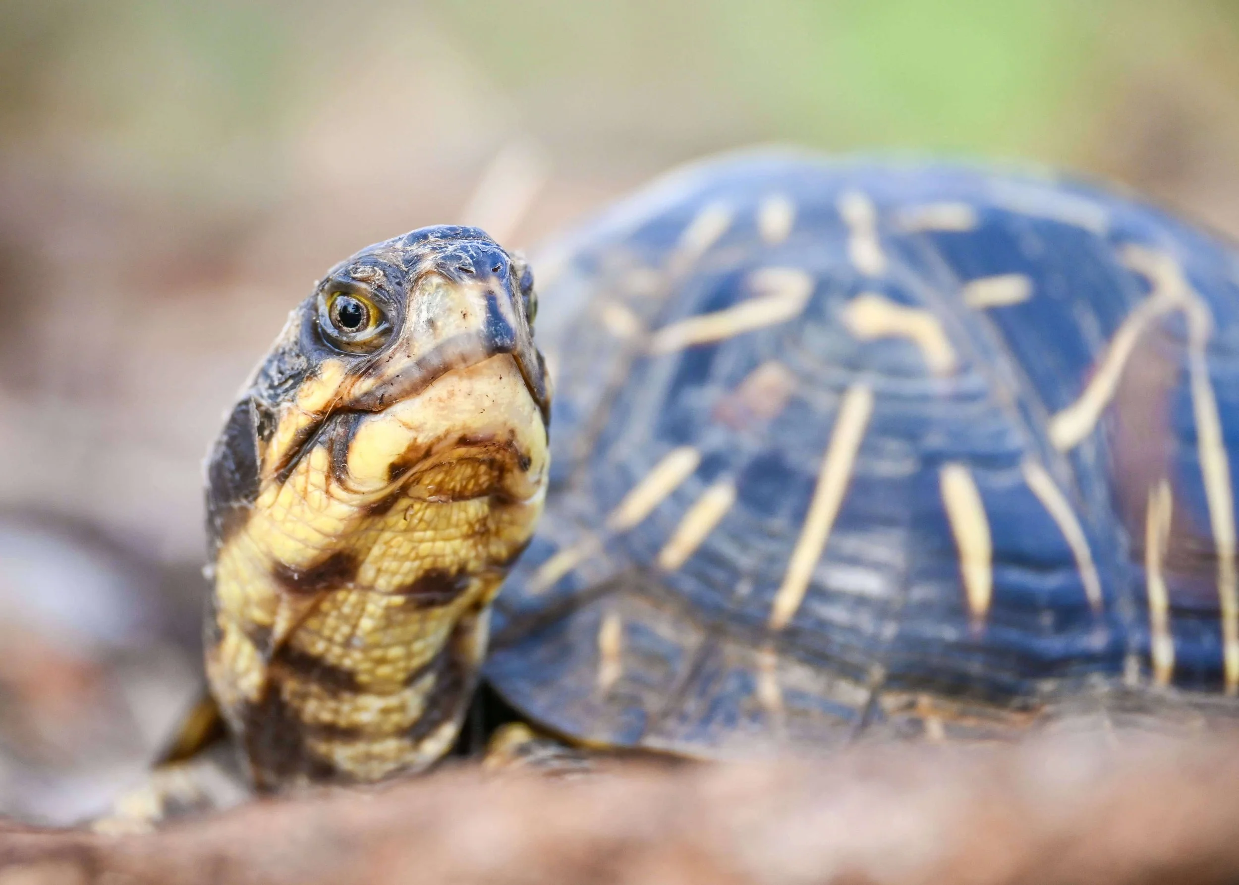 Turtle Time