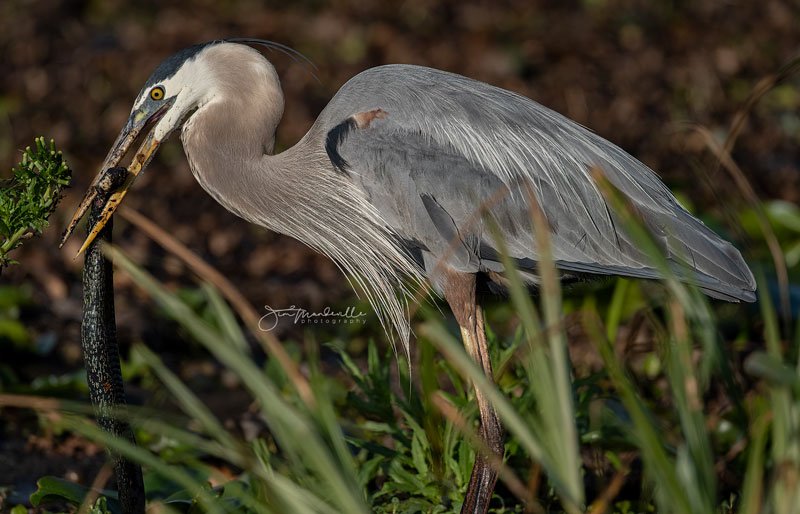 Hobe Sound Nature Center - Photo by Jim Mandeville