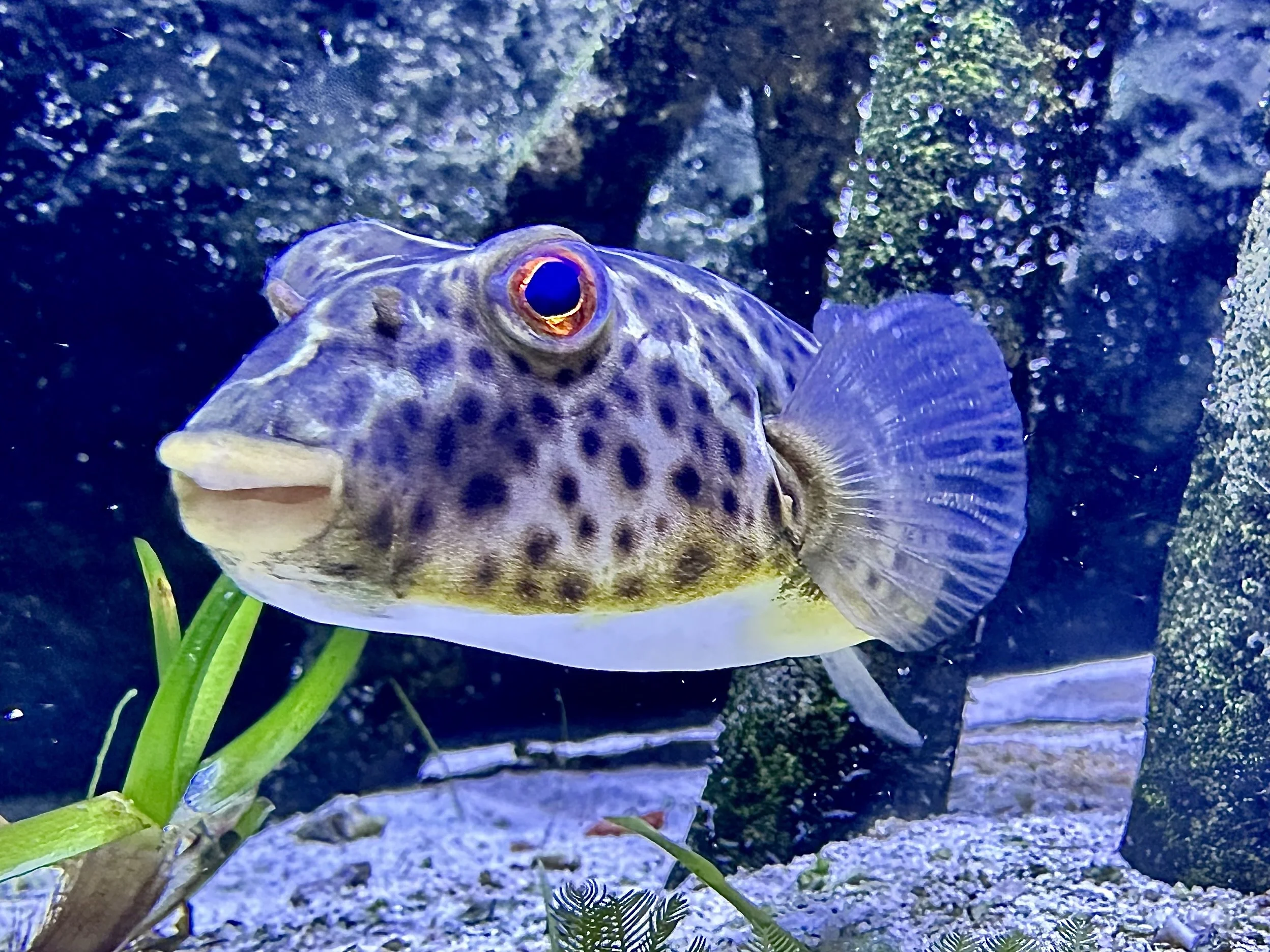 Bubbles and Bites Fish Feeding — Hobe Sound Nature Center