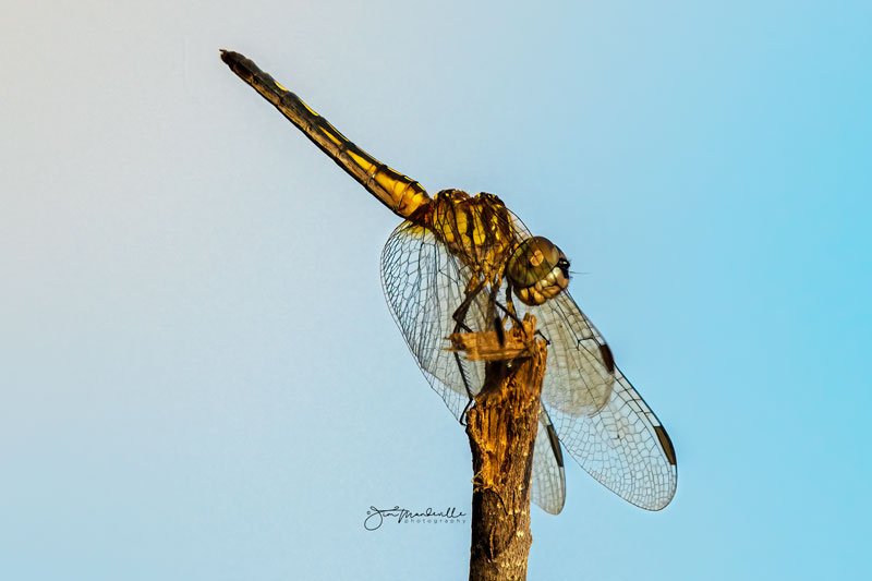 Hobe Sound Nature Center - Photo by Jim Mandeville