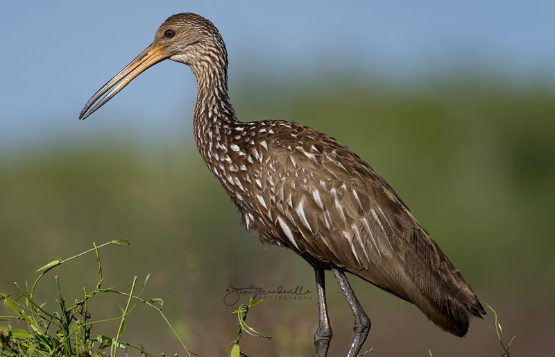 Hobe Sound Nature Center - Photo by Jim Mandeville