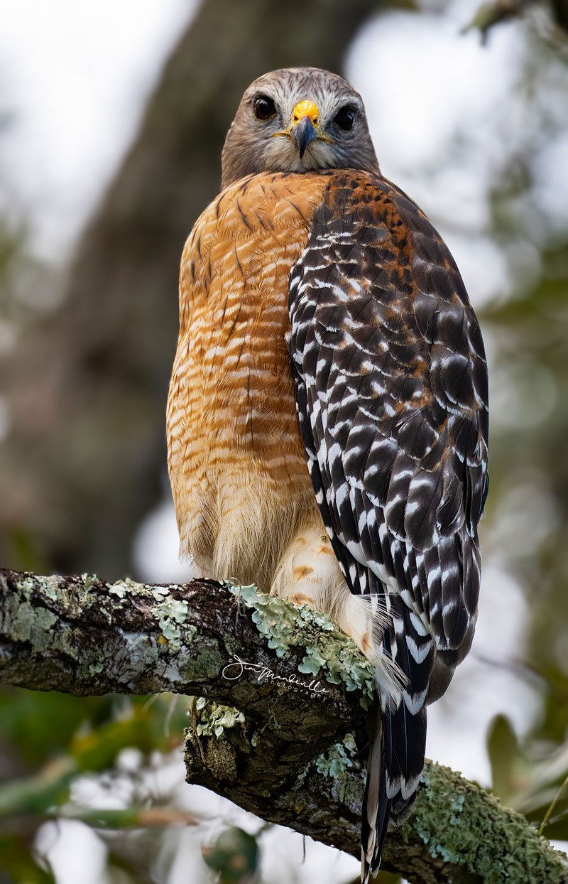 Hobe Sound Nature Center - Photo by Jim Mandeville