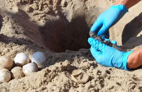 loggerhead-hatchling-excavation_08.25.webp