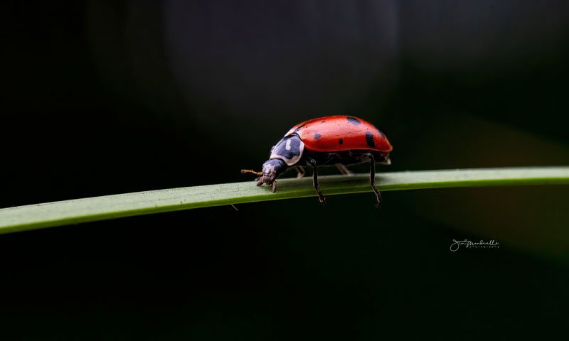 Hobe Sound Nature Center - Photo by Jim Mandeville