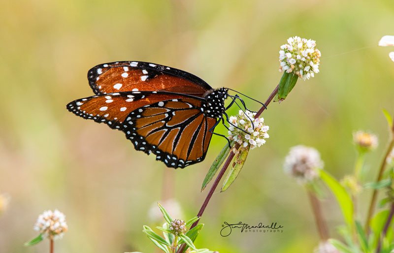 Hobe Sound Nature Center - Photo by Jim Mandeville
