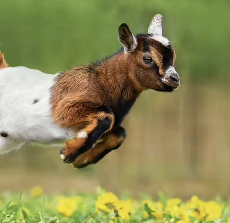 Baby Goat Happy Hour