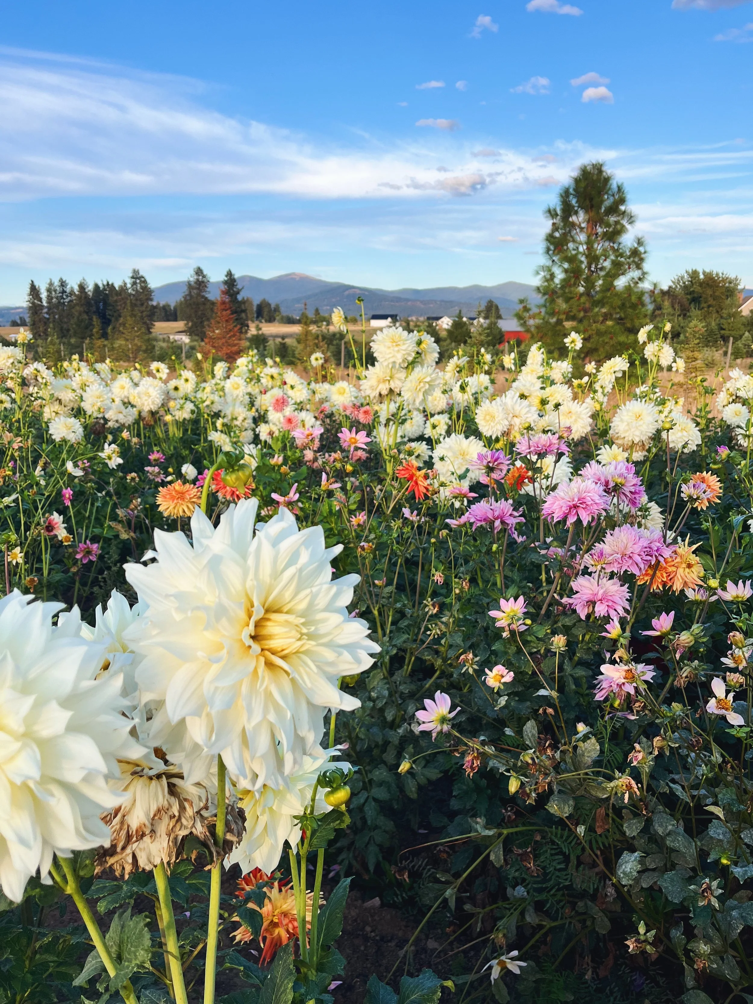 U-PICK FLOWERS: every Friday, Saturday &amp; Sunday!