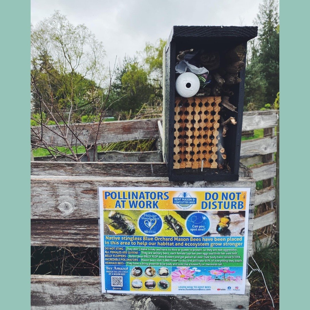 🐝

Children at Mason Jar Farm School in Enumclaw recently got to watch and hold several hatching mason bees. What an excellent opportunity to learn about these gentle and helpful pollinators.

Thank you @rentmasonbees!