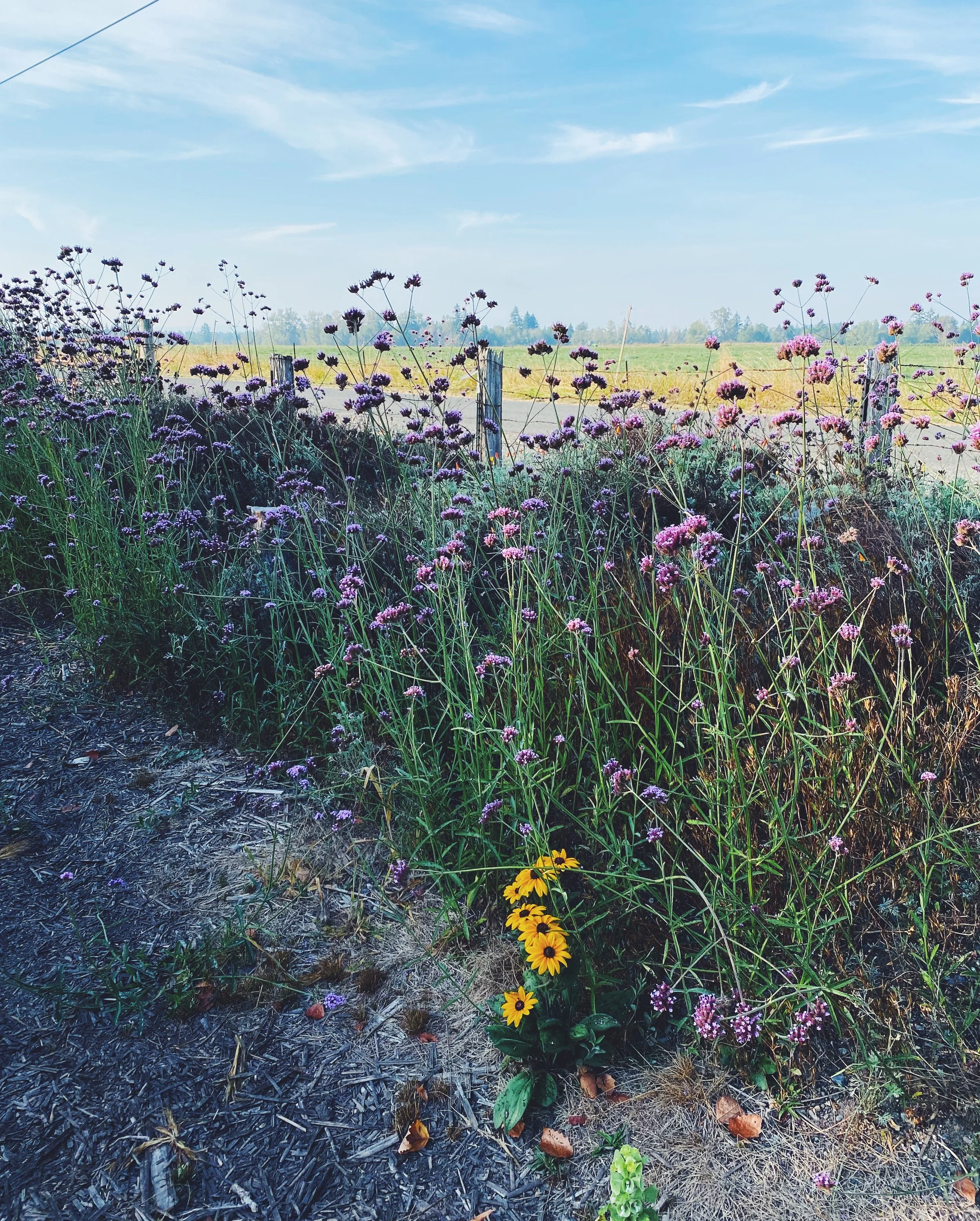Flowers.jpg