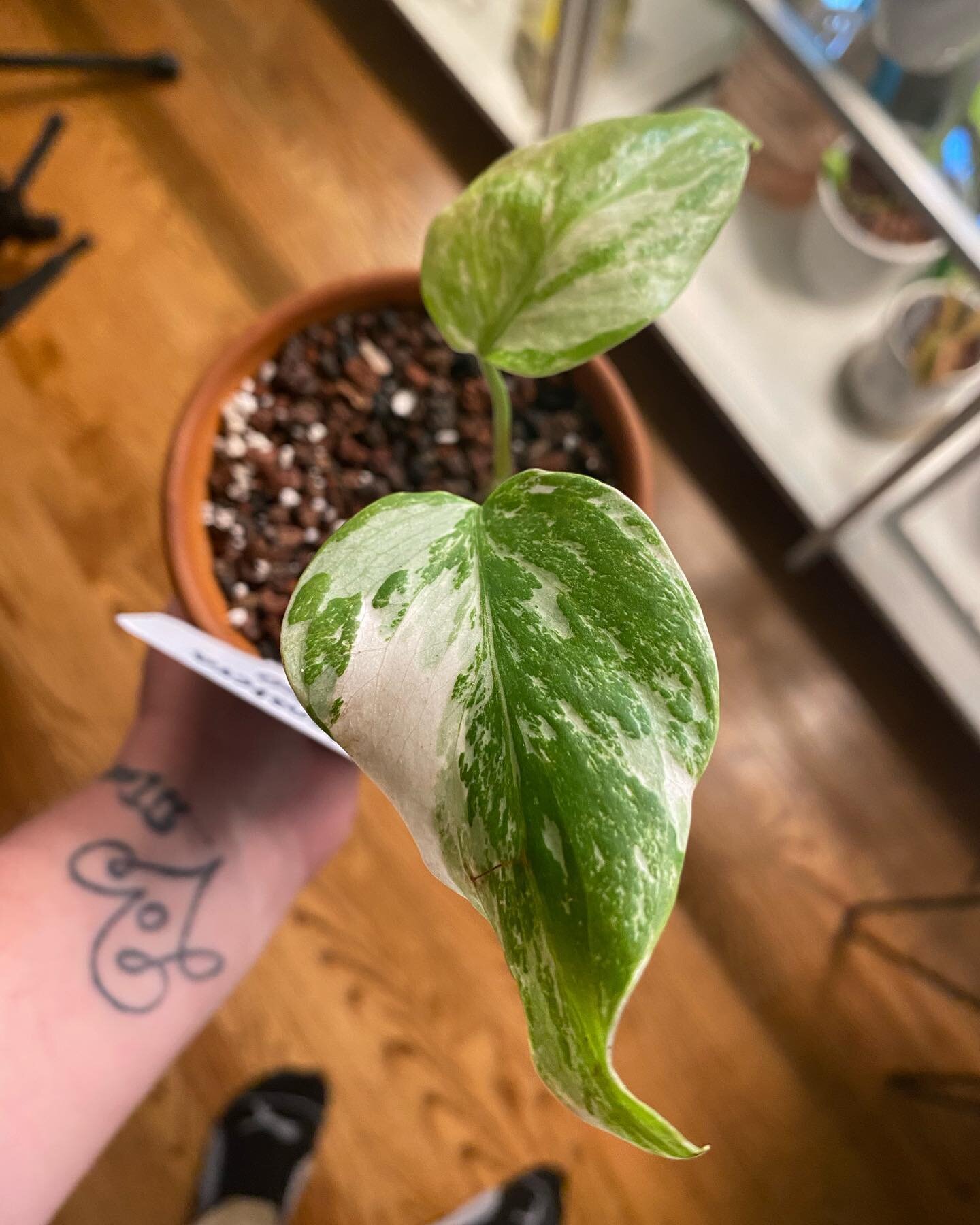 Sometimes, plants can be overwhelming. 

In today&rsquo;s episode (sorry for this late post!!) we discuss how, on some days, it&rsquo;s hard to do the simplest tasks for our plants. 

Checking for pests, dead leaves, even something as &ldquo;simple&r