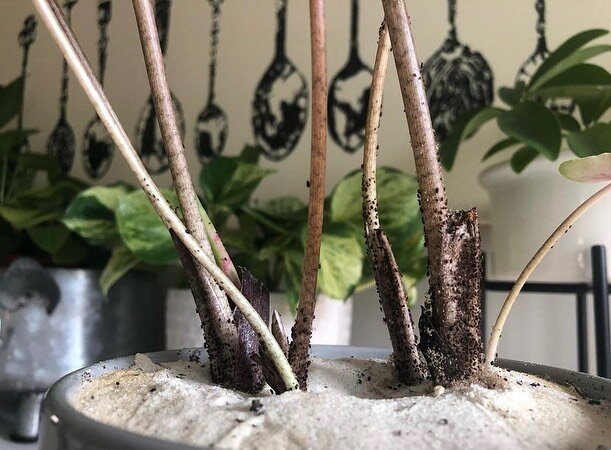 Zoom in. WHAT ARE THOSE?!

These little suckers attacked Nicole&rsquo;s syngonium a little over a year ago. Possibly aphids? Who knows. In the end of the day, it was a PEST! And that is what we are discussing in today&rsquo;s episode on the podcast.
