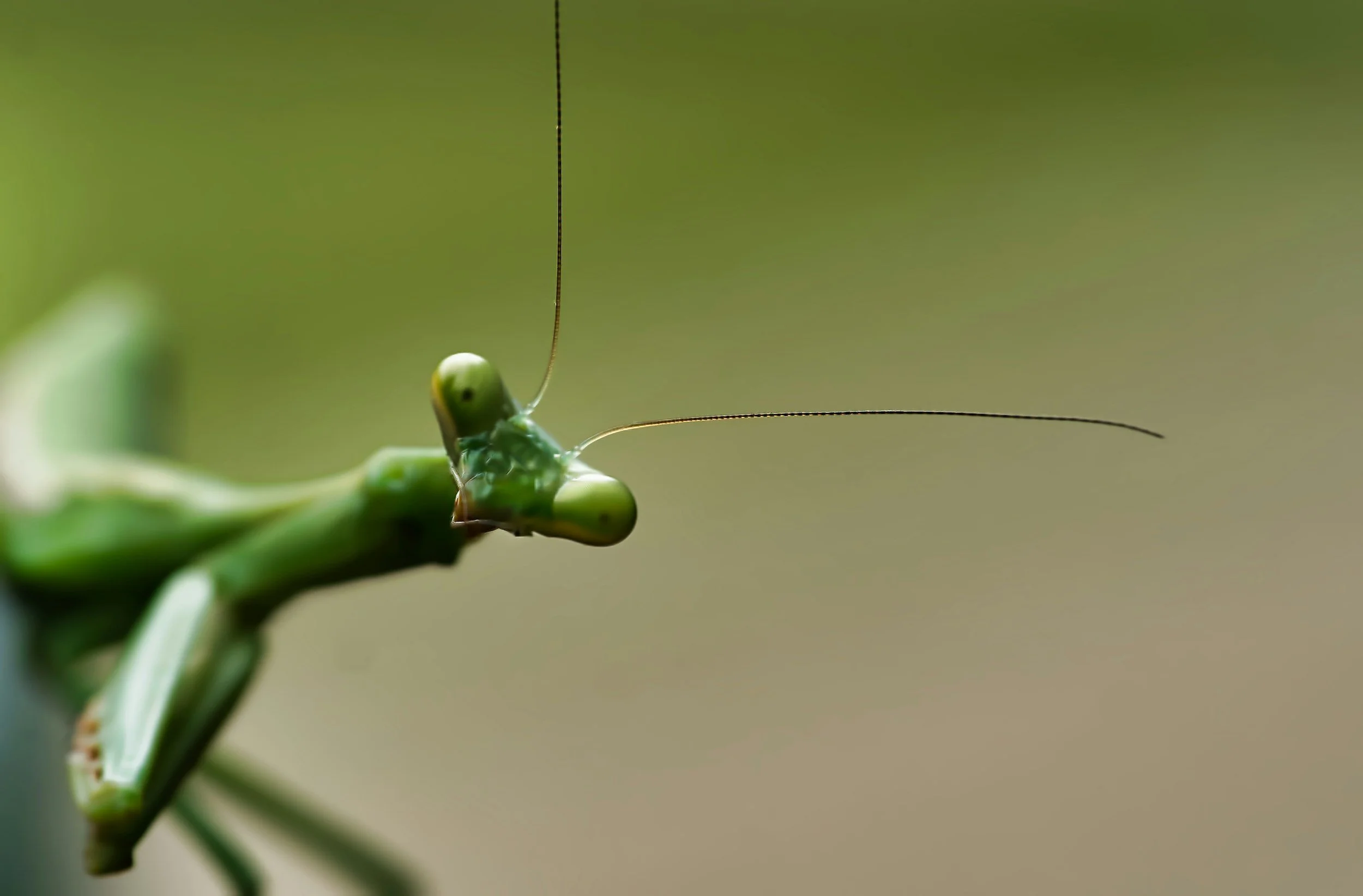 Close-up of a green praying mantis with long antennae, on a blurred green background.