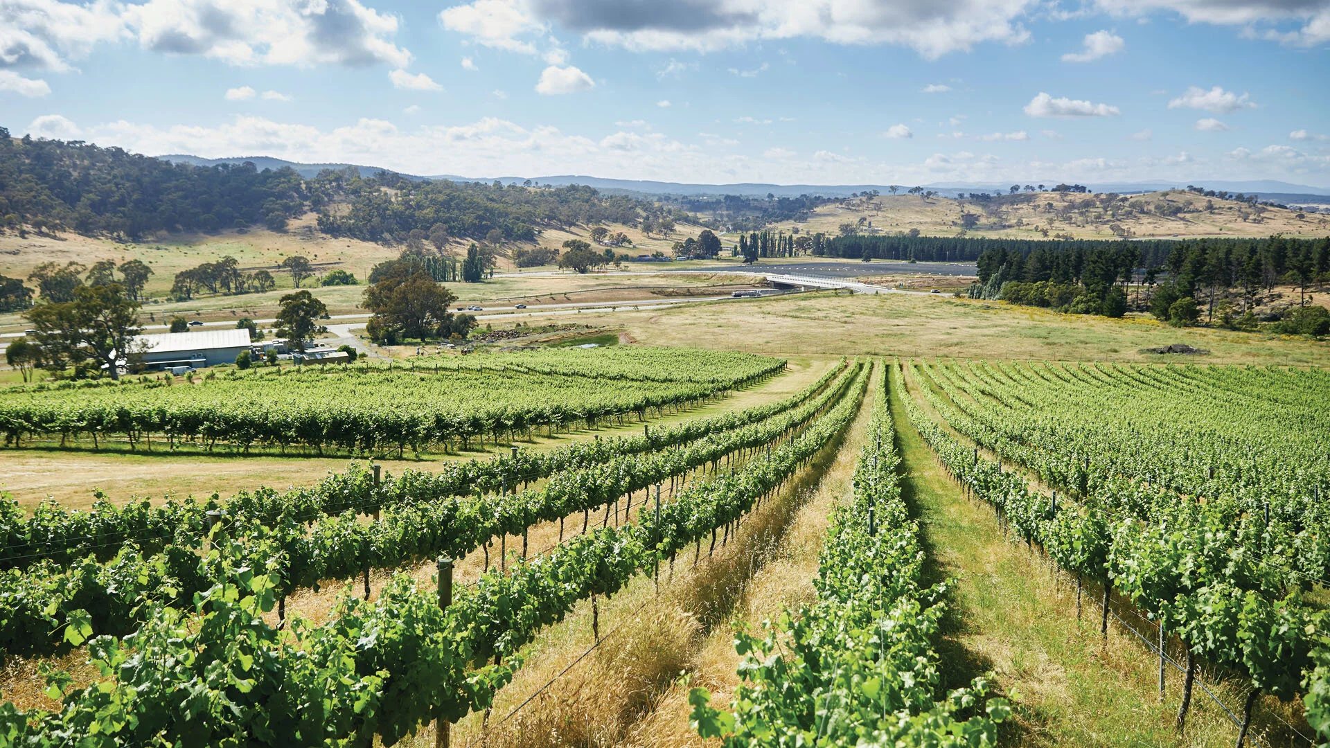 Canberra_CityslickingWineSipping_Mount Majura Vineyard_Stuart MIller.jpg