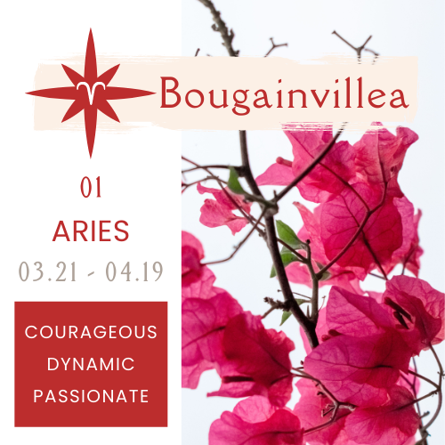 Best Plants for Zodiac Signs NOONLIT SAGE ASTROLOGER Scottsdale