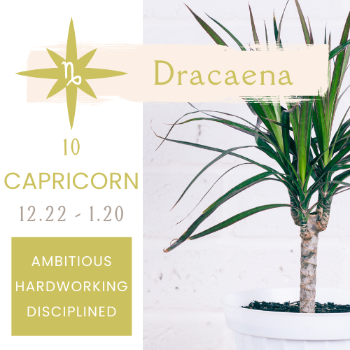 Best Plants for Zodiac Signs NOONLIT SAGE ASTROLOGER Scottsdale