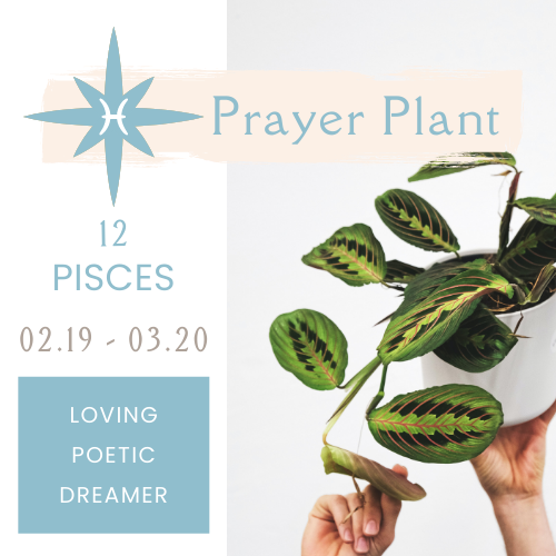 Best Plants for Zodiac Signs NOONLIT SAGE ASTROLOGER Scottsdale