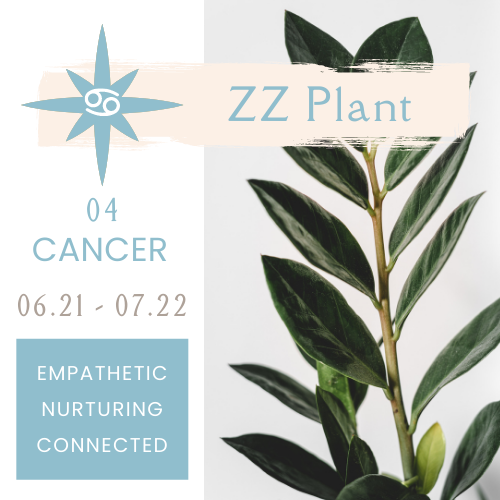 Best Plants for Zodiac Signs NOONLIT SAGE ASTROLOGER Scottsdale