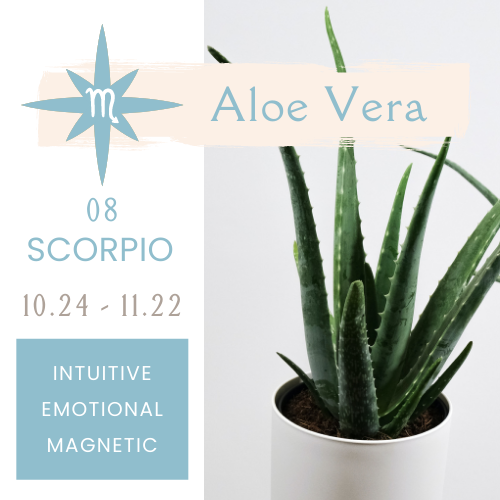 Best Plants for Zodiac Signs NOONLIT SAGE ASTROLOGER Scottsdale