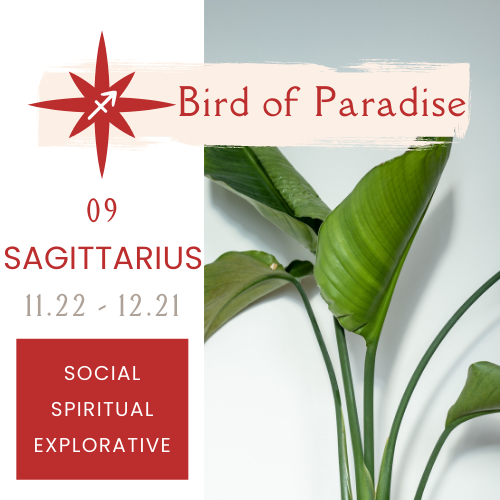 Best Plants for Zodiac Signs NOONLIT SAGE ASTROLOGER Scottsdale