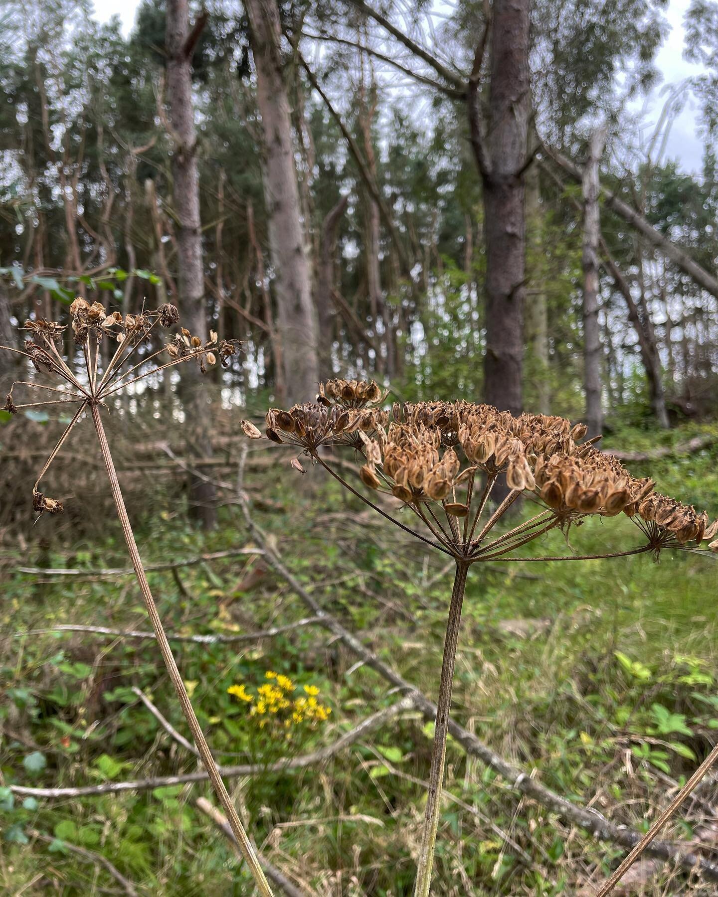 Day 47 Arbroath to Carnoustie on Slow Coast 500 route: #hogweed . Did you know that those seeds have a delicious orangy bitter flavour that are expensively traded in the Middle East. Give them a bite to taste the spice.#longdistancewalking #slowcoast