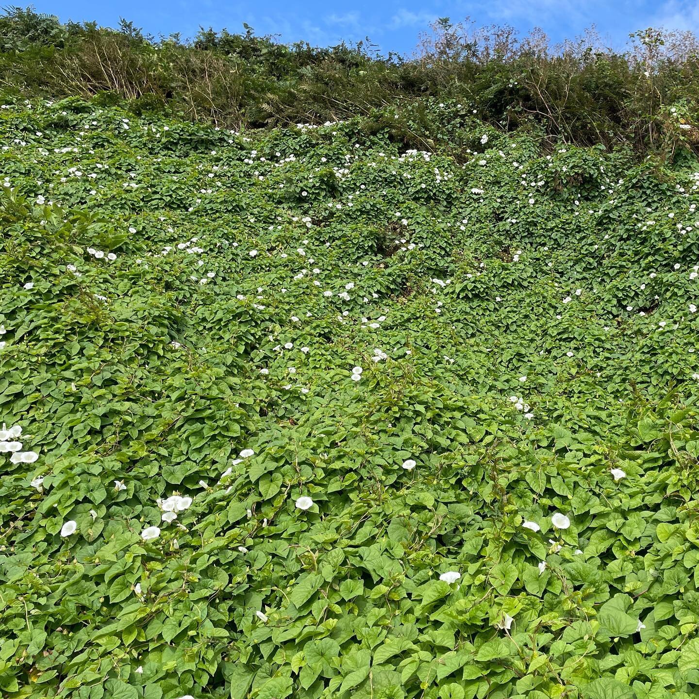 Day 50 floral companion on Slow Coast 500 from St Andrews to Anstruther were the pretty but evasive flowers of #bindweed #slowcoast500 #slowtravel #noticethelittlethings