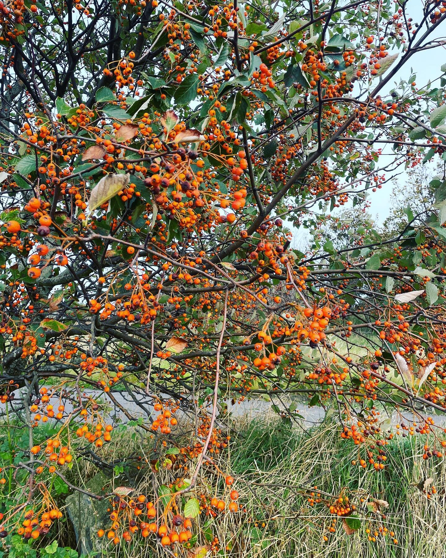 Day 56 on SlowCoast500: portobello to Aberlady. Floral companion was yellow rowan. @artwalkporty #yellowrowan #floralpath #slowcoast500 #longdistancewalking